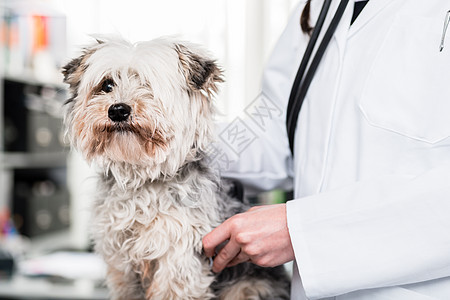 特写一只生病的狗兽医医生外套诊所考试医院女士犬类动物保健图片