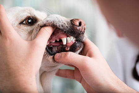 动物医生正在检查狗的牙齿职业犬类成人牙科药品考试兽医医院猎犬女士图片