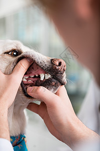 由兽医检查的狗牙;图片