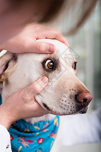 兽医检查狗的眼眼睛咨询哺乳动物考试动物保健专家诊所药品疾病图片