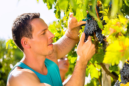 在收割季节 男人采摘葡萄和剪剪种植晴天剪切微笑收获葡萄牧歌葡萄园收成绿色图片