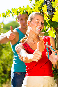 女人和男人的葡萄种植者采摘葡萄牧歌享受收获农业葡萄园拇指太阳绿色微笑爬坡图片