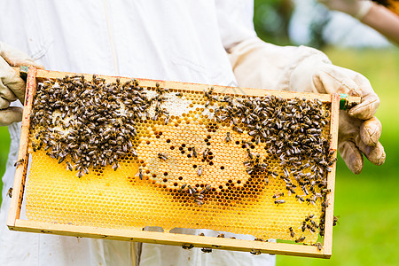 养蜂人控制蜜蜂场和蜜蜂职业养蜂业农场框架手套蜂窝蜂巢蜂蜜蜂房衣服图片