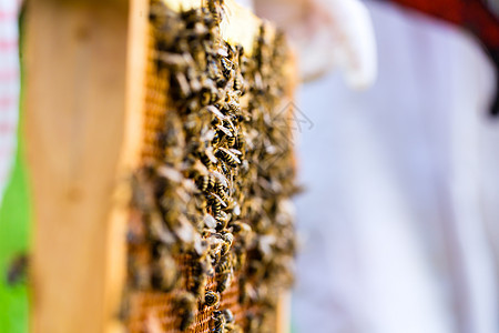 养蜂人控制蜜蜂场和蜜蜂梳子养蜂业果园蜂巢农场女士农业蜂窝男人蜂蜜图片