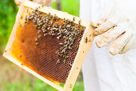 养蜂人控制蜜蜂场和蜜蜂农业框架蜂巢梳子男人女士果园养蜂业农场蜂房图片