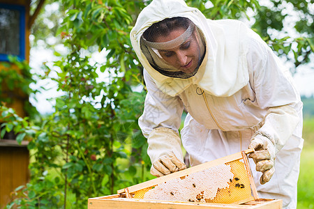 养蜂人控制蜜蜂场和蜜蜂梳子女性蜂巢养蜂业蜂房框架农业蜂窝院子女士图片