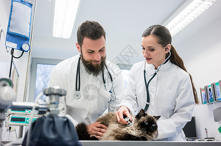 两位年轻的兽医医生 检查一只猫诊所医院疾病重症宠物女性考试办公室药品呼吸图片