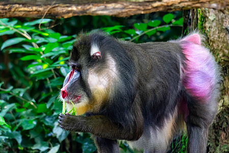近距离拍摄的灵长类曼或大猩猩狒狒灵长类男性蓝色情调獠牙哺乳动物热带动物园图片