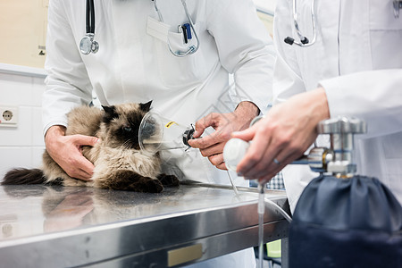 在兽医诊所检查病症症状的食用小猫外套病人医院女士面罩办公室男人氧气动物护士图片