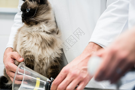 在兽医诊所检查病症症状的食用小猫办公室男性外套护士女性女士医院呼吸疾病医生图片