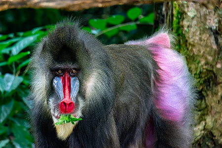 近距离拍摄的灵长类曼或獠牙胡须鼻子猴子头发男性异国动物蓝色热带图片