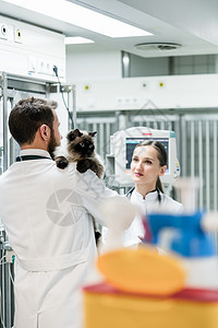 养猫宠物诊所特护科兽医和兽医治疗动物男性病房病人访问情况男人外套桌子图片