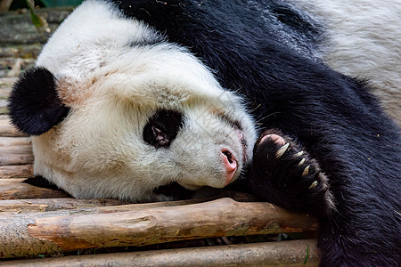 成年大熊猫熊感到懒惰 睡在 zo 的木头上公园熊猫动物群竹子野生动物婴儿插图睡眠危害森林图片