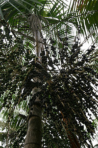 南部Bahia的acai种植园水果农场运输维生素食物热带情调棕榈异国杆菌图片