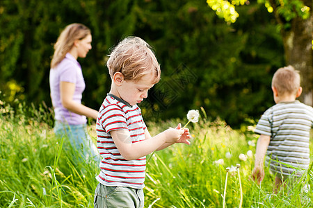 家庭夏季     吹露天菜籽孩子们阳光照射男孩们草地孩子兄弟后代阳光晴天童年图片