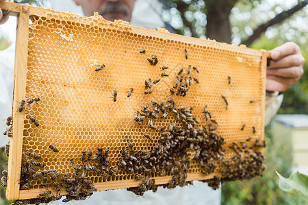 养蜂人手里拿着蜜蜂的蜂窝手套职业蜂房控制蜂巢蜂蜜工作帽子男人养蜂业图片