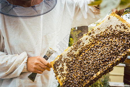 养蜂人手里拿着蜜蜂的蜂窝手套帽子养蜂业殖民地蜂蜜蜂巢农业防护服蜂房梳子图片
