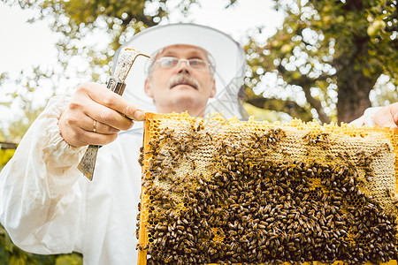 养蜂人手里拿着蜜蜂的蜂窝男人防护服框架梳子手套农场控制蜂蜜蜂房职业图片