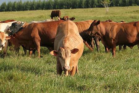 牧牛牧场荒野奶牛旅行员工场地湿地小牛牛仔帽马背农场图片