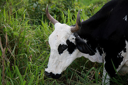 在拜海的农场里 有牛和奶牛女工农业小牛奶牛场家畜哺乳动物牛奶牛棚奶制品动物图片