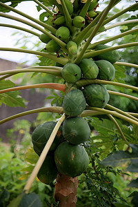 沙瓦多的木瓜果园甜点情调出口种植园异国热带农民食物叶子树叶图片