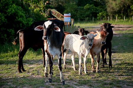 在拜海的农场里 有牛和奶牛奶牛场奶制品牛仔挤奶工哺乳动物家畜野牛农民宠物牛棚图片