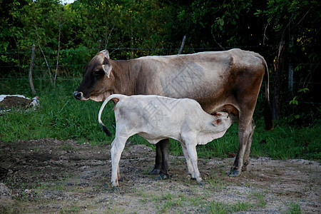 在拜海的农场里 有牛和奶牛农田农民牛奶宠物家畜牛肉牛棚牛仔农村动物图片