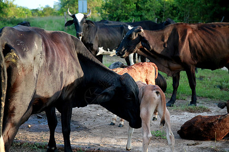 在拜海的农场里 有牛和奶牛农村牛奶牛棚挤奶工牛仔场地农民动物牛肉奶牛场图片