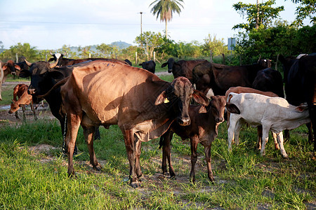 在拜海的农场里 有牛和奶牛牛棚小牛女工家畜奶制品农业哺乳动物牛奶农田野牛图片