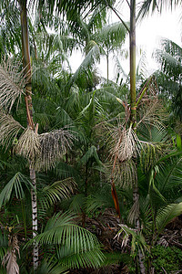 南部Bahia的acai种植园牧场运输油菜食物农业棕榈油营养水果树木杆菌图片