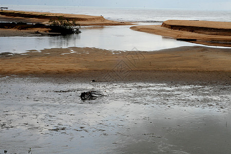 里含青菜的河口热带海岸线支撑淡水晴天咸水石头森林地标港口图片