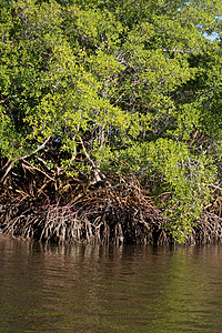 南巴伊亚红树林珊瑚生态甲壳食物木头树叶螃蟹倒影野生动物红树图片