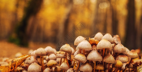 林中一群蘑菇在森林里图片