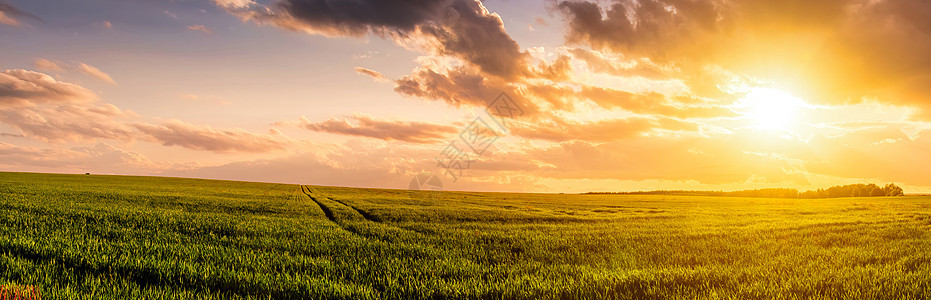 日落或日出在黑麦田上 有金耳朵和阴云的天空太阳农村季节种子栅栏农场农田地平线农业食物图片