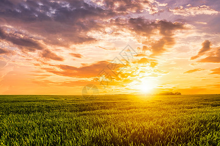 日落或日出在黑麦田上 有金耳朵和阴云的天空农业太阳光阳光农村农田栅栏季节场地农场食物图片