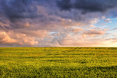 夏日阳光明媚 天空充满云彩 气候多变 青绿小麦的田野天气农业太阳收成国家食物农田场景植物栅栏图片