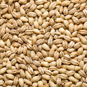 大麦背景薏米种子植物小麦健康饮食饮食素食谷物稀饭背景图片