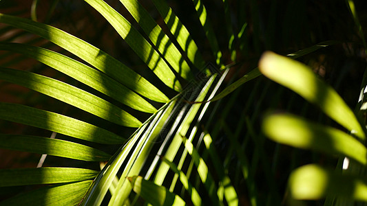 异国情调的丛林雨林热带气氛 亚马逊森林或花园中棕榈新鲜多汁的叶子 对比深色天然绿色植物茂密的树叶 常绿生态系统 天堂美学背景照射图片