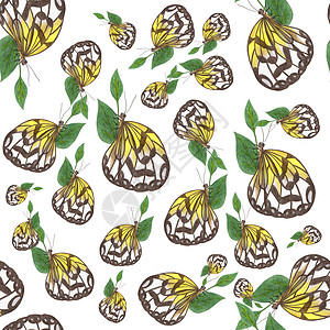 白色背景上各种大小的蝴蝶 无缝模式与蝴蝶插图动物荒野手绘彩色野生动物翅膀艺术铅笔动物群图片