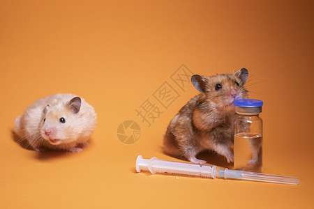两只仓鼠老鼠 棕色和米色 靠近医用注射器 针头和瓶瓶隔离在橙色背景中 医学实验 小鼠试验 兽医 疫苗开发注射教育科学药瓶注射器创图片