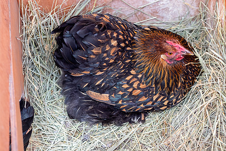一只班坦母鸡坐在干草的蛋顶上图片