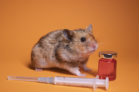 棕色仓鼠鼠标靠近医疗注射器 针头和瓶瓶隔离在橙色背景上 医学实验 小鼠试验 兽医 疫苗开发瓶子保健药品试管老鼠化学测试橙子技术生图片