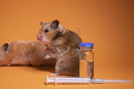 两只仓鼠老鼠 棕色和米色 靠近医用注射器 针头和瓶瓶隔离在橙色背景中 医学实验 小鼠试验 兽医 疫苗开发动物学科学医疗教育测试诊图片