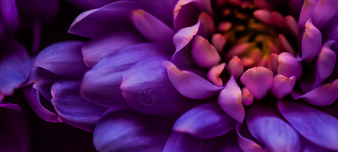 紫色雏菊花瓣盛开 抽象花卉艺术背景 春天大自然中的花朵香水香味 婚礼 奢华美容品牌假日设计植物植物群花园菊花植物学横幅假期新娘礼图片