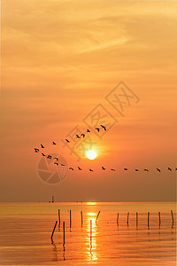 日落时 海鸥在一条线上飞过太阳海滩地平线风景橙子场景海洋天空阳光海景海岸图片