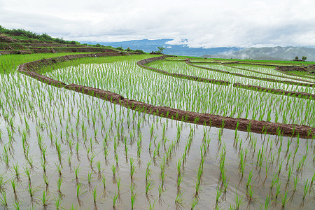 绿地水稻田文化生产植物群热带食物山脉种植园植物灌溉旅行图片