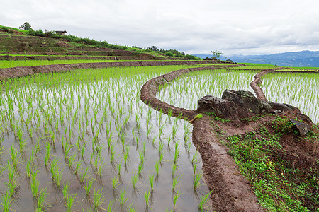 绿地水稻田爬坡农场灌溉农田旅行风景生长栽培食物生产图片