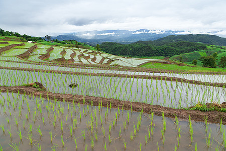 绿地水稻田种植园文化热带村庄生产植物群栽培场地阳台植物图片