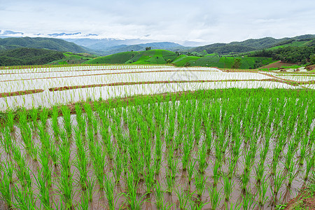 绿地水稻田风景农场种植园植物群村庄生长农村环境山脉季节图片