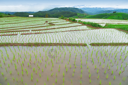 绿地水稻田场地村庄农场灌溉收成植物食物山脉种植园植物群图片